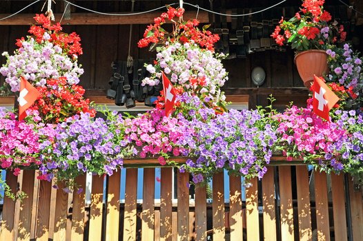 Blumenpracht im Aufstieg