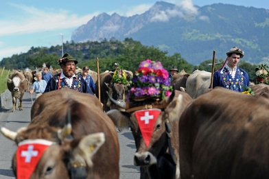 Alpabfahrt 2013 ab Folla