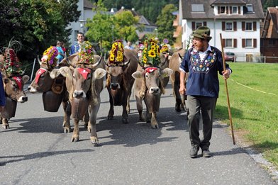 Alpabfahrt 2013 ab Folla