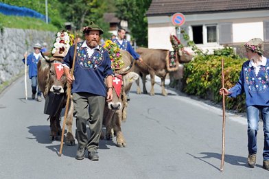 Alpabfahrt 2013 ab Folla