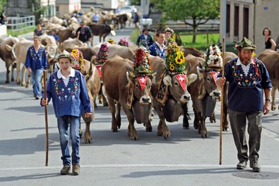 Alpabfahrt 2013 ab Folla