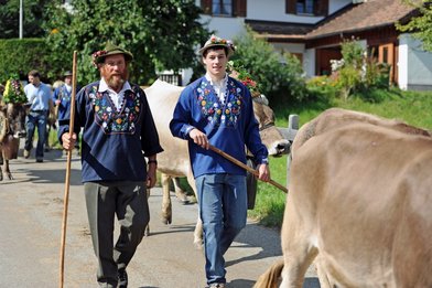 Alpabfahrt 2013 ab Folla